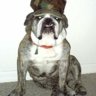 Old Bulldog