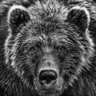 Old Grey Bear