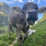 mountain_cow