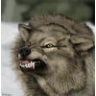 waterwolf603