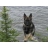 GSD