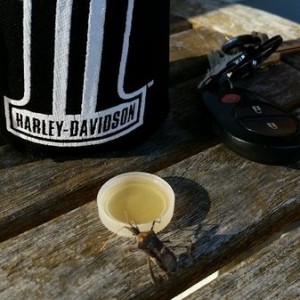 Made a friend, shared a beer