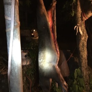 Stuck a nice hog in the front yard