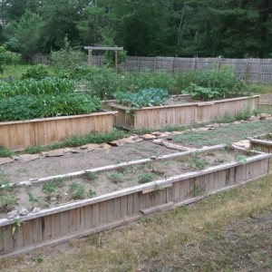 Raised beds are rocking the vegetables!