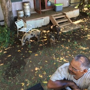 My uncles pigs that roam the yard.