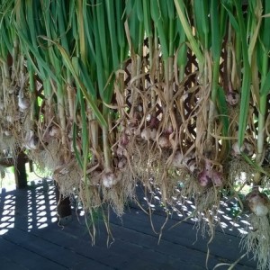 This year's garlic harvest