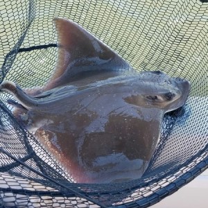 Small cownose ray. All over the clambeds