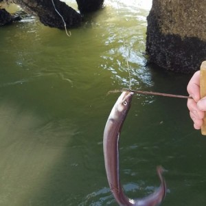 Damn slimey eels