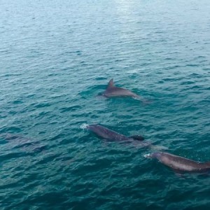 Dolphins!!