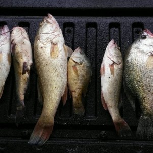 Kinda got rained out but not a terrible haul. They will meet some oil monday