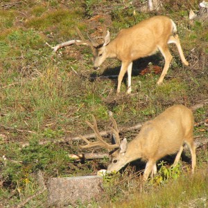 IMG_2468