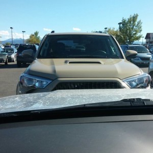 Seymour made a friend while I was shopping.