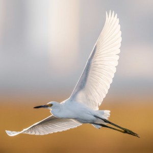 Egret