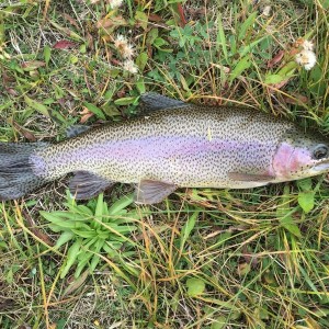 Madison River rainbow. MTgirl, love fishing your state.