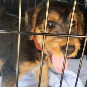 Lincoln is our new addition to the family