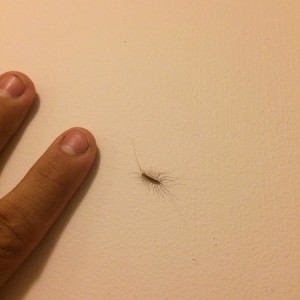 Anyone know what type of bug this is? Keep finding them in the basement of the house I'm living in