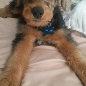 Lincoln dog!
