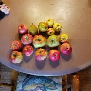 A sampling from the hunting camp orchard.