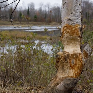 BeaverStrike