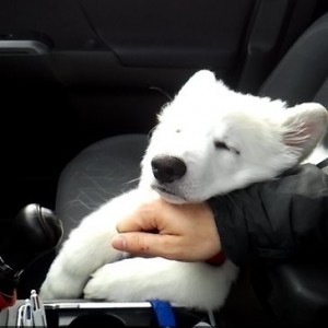 Ride to Petco