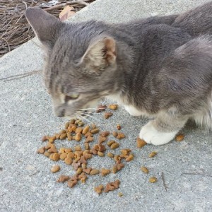 RIP "sweet" kitty
