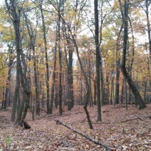 20161103_085044