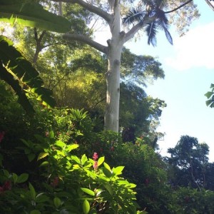 Wahiawa Botanical Gardens