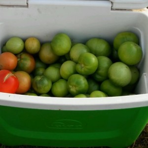 Because its nov and hasnt got below 40 yet so 8 gallons of tomatoes