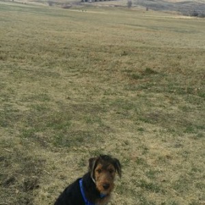 Pup at the dog park