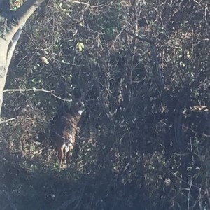 Spotted an 8pointer