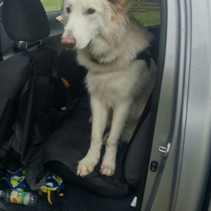 Back seat lurker