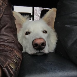 Chin rest