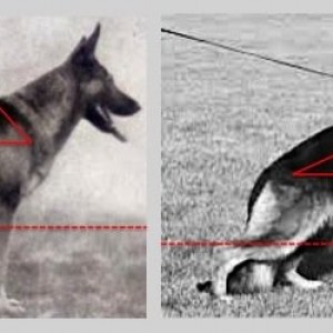 German-shepherd-sloping-topline