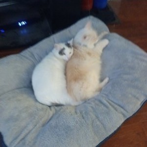 Dogbed.jpg