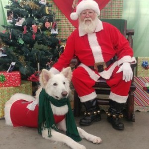 Santa Paws