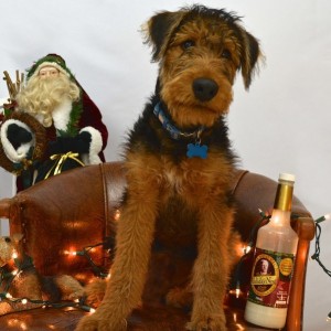 Oh my poor dog. Christmas photos. He'll never forgive me.