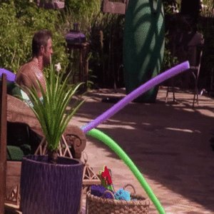 Giphy (4)