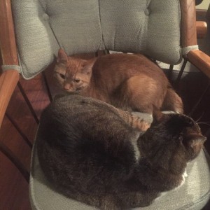 2 cats, 1 chair