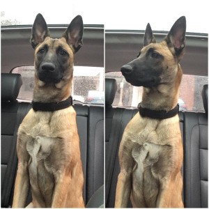 Kai The Malinois