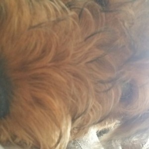 My daily doggy photo my wife sends me