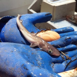 Sometimes sharks and rays abort when theyre stressed. sad and neat all at the same time -- Jordan Neely
