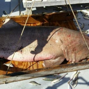we get pretty cool sharks too -- Jordan Neely