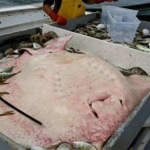 and some big rays. this guy is a medium large one. sometimes we catch 5-10 of ones this size and a few hundred smaller, more pissed off ones. -- Jorda