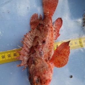 we also get pretty fish. the always gorgeous Scorpionfish. -- Jordan Neely
