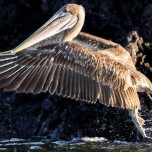 pelican