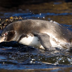 penguin