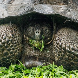 tortoise