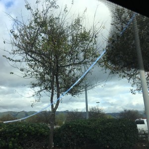 Windshield