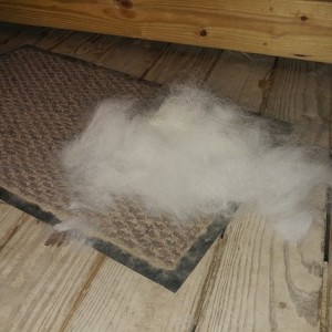Furrball