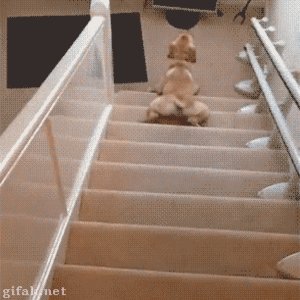 Dog Going Downstairs